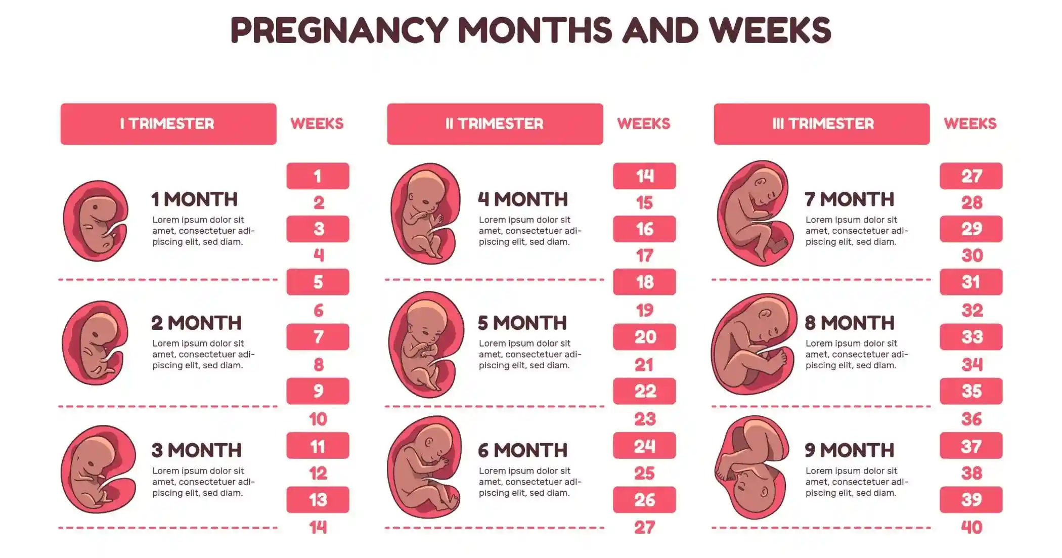 Month by month pregnancy guide showing baby development across three trimesters